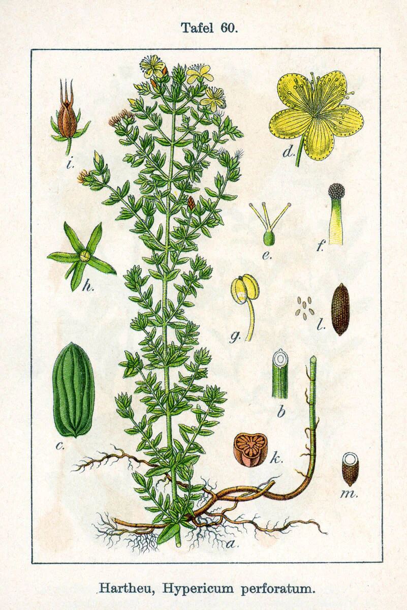 Ľubovník bodkovaný (Hypericum perforatum)