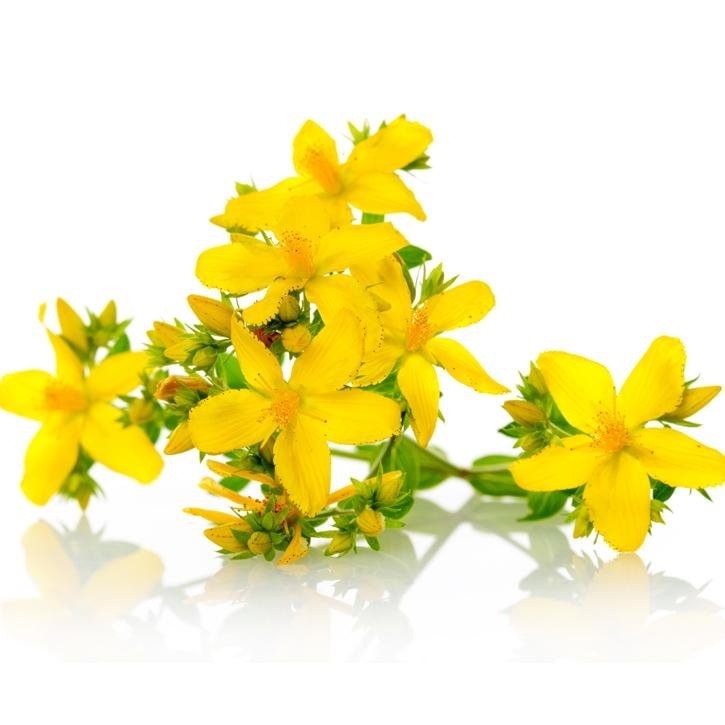 Ľubovník bodkovaný (Hypericum perforatum)