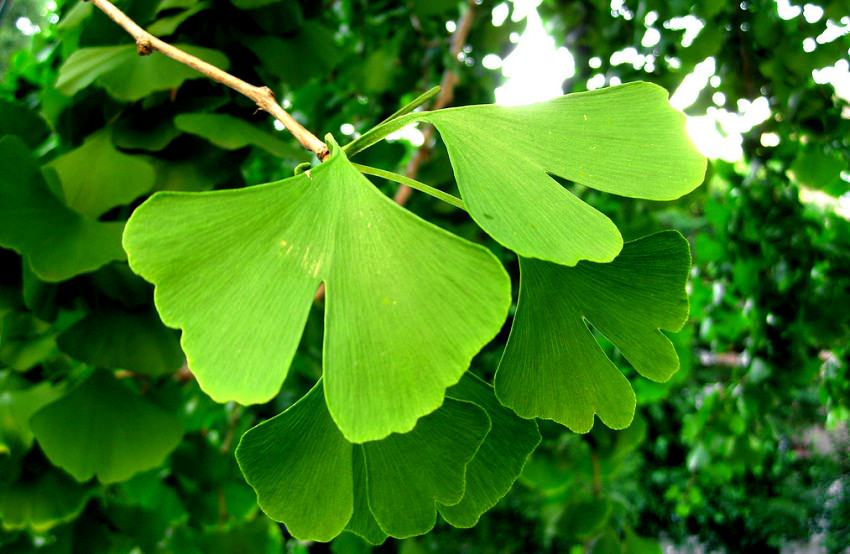 sypaný čaj ginko dvojlaločné (Gingko biloba)