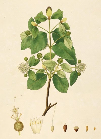 Kra Thum Khok (Mitragyna hirsuta)