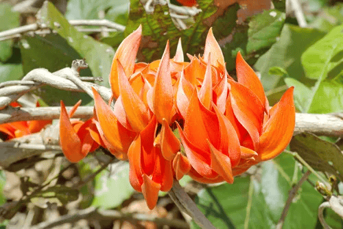 Kwao Krua Deng (Butea superba)