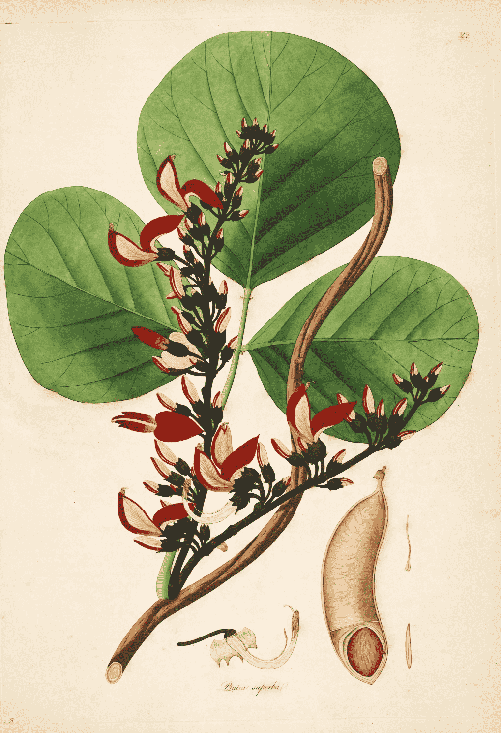 Kwao Krua Deng (Butea superba)