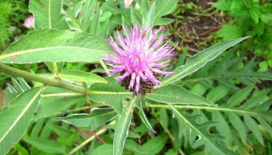 Leuzea šuštivá (Rhaponticum carthamoides)