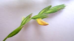 Maconha Brava (Zornia latifolia)