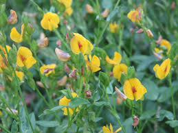 Maconha Brava (Zornia latifolia)