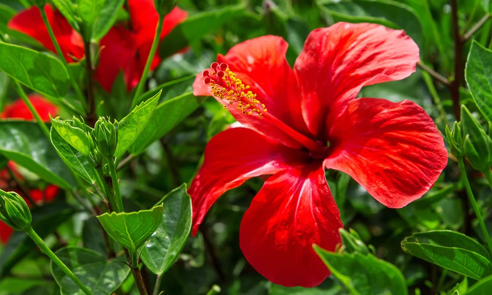 sypaný čaj Ibištek Karkadee (Hibiscus sabdariffa)