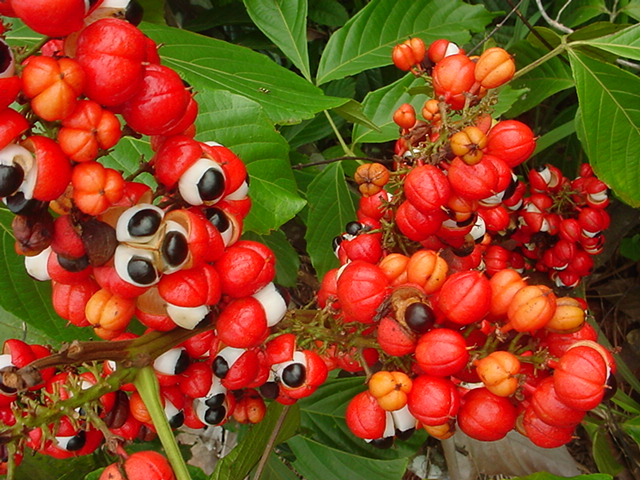 sypaný čaj Guarana (Paullinia cupana)