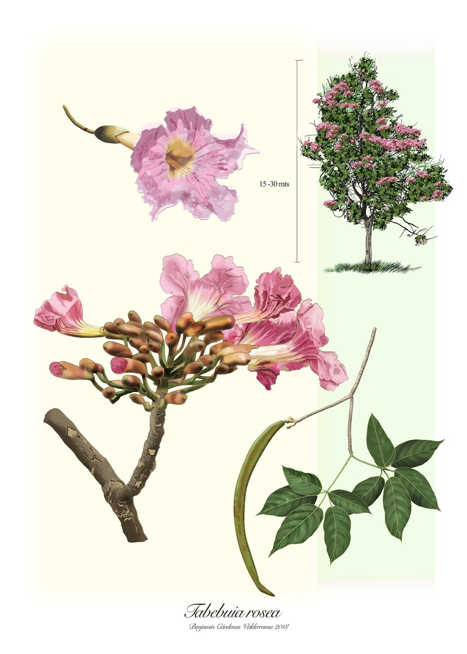 Lapacho (Tabebuia avellanedae)