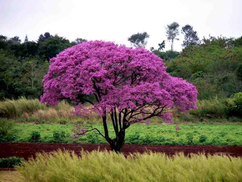 Lapacho (Tabebuia avellanedae)