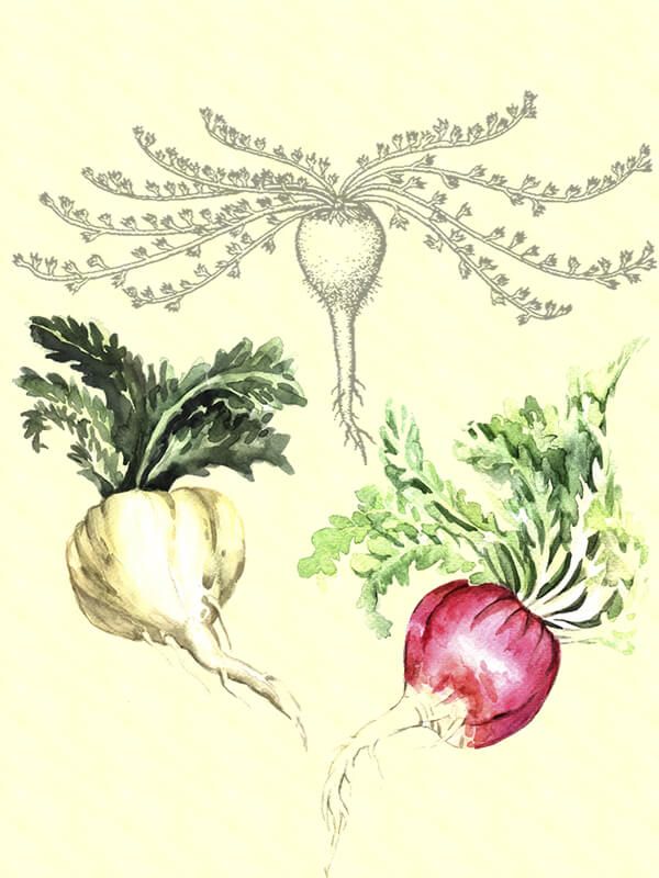 Maca Horská (Lepidium meyenii)