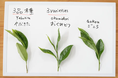 kultivari japonského sypaného čaju