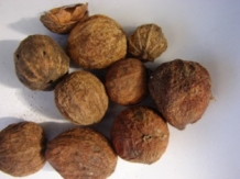 Maidal orechy 10g