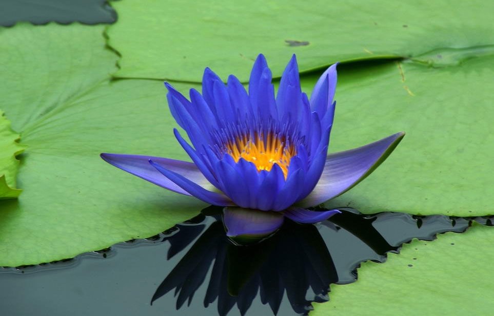 Modrý lotos extrakt (Nymphaea caerulea) 2g